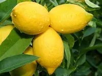 Lemon Lemon