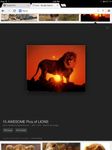 Lions Lions