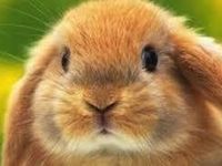 Bunny Bunny