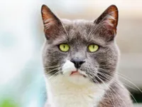 Sad cat 7 Sad cat 7
