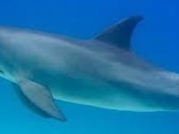 Dolphins Dolphins