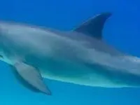 Dolphins