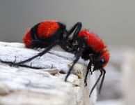 Velvet Ant Velvet Ant