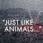 Animals Animals