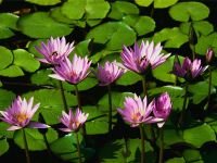 water Lillies water Lillies