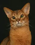 Abyssinian cat Abyssinian cat