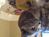 Sparkles_The_Kitty