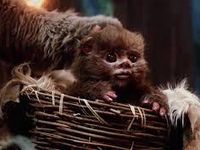 Random ewoks! Random ewoks!