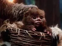 Random ewoks! Random ewoks!