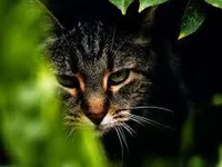 Darkstripe