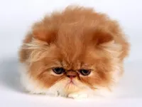 GrumpCat GrumpCat