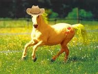 Applejack real horse Applejack real horse