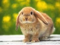 This bunny! This bunny!