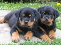 Dogs