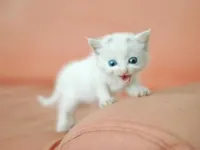 couch climber