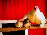 These chickens. These chickens.