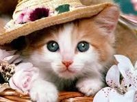 Cat Cat