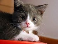 Cats Cats