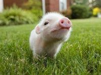 Piglets Piglets