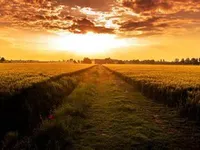 Field