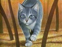 Silverstream Silverstream
