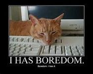 cat cat