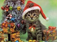Kitty! Kitty!