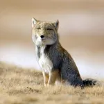 Tibetan Sand Fox Tibetan Sand Fox