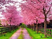 Spring Spring