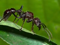 Bullet Ant Bullet Ant
