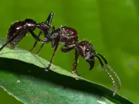 Bullet Ant Bullet Ant