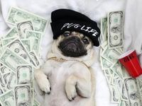 Pug Life Pug Pug Life Pug
