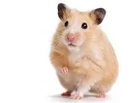 Hamster Hamster
