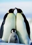 Penguins Penguins
