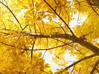 yellow yellow