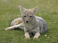 South American Gray Fox South American Gray Fox