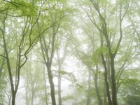 Misty Trees Misty Trees