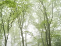 Misty Trees Misty Trees