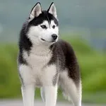 Adopt him Adopt him
