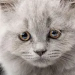 Sad cat 1 Sad cat 1