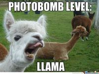 Llamas Llamas
