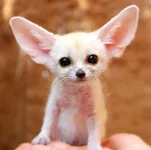 Fencce fox