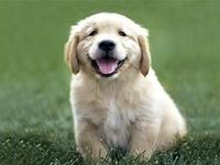 Golden retriever Golden retriever