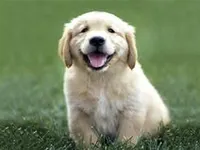 Golden retriever Golden retriever