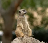 Mitochondrial_Meerkat