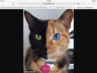 Dat little kitteh Dat little kitteh