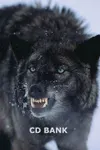 ThunderTheWolf