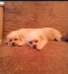 Ginger_And_Rosie