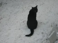 MidnightKitten10