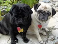 Awesome Pugs Awesome Pugs